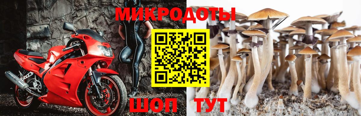 где найти наркотики  Псилоцибиновые грибы Magic Shrooms  Вход с VPN  Майкоп 